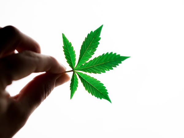 como cultivar planta marihuana