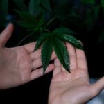 cuidar una planta de marihuana