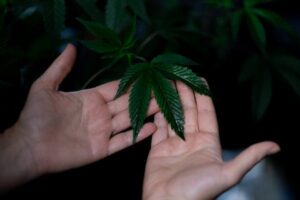 cuidar una planta de marihuana