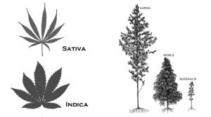 indica vs sativa